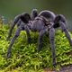 iStock